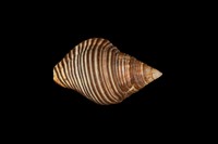 藏品(粗紋峨螺)的圖片